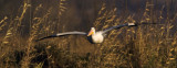 American White Pelican. Horicon Marsh, WI