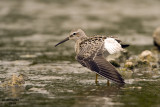 Stilt Sandpiper. Hustisford, WI