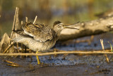 Short-billed Dowitcher. Racine, WI