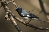 Black-throated Blue Warbler. Whitnall Park, Milw.