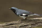 Black-throated Blue Warbler. Whitnall Park, Milw. 