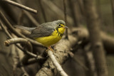 Canada Warbler. Whitnall Park, Milw.
