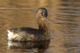 Pied-billed Grebe.  Horicon Marsh. WI