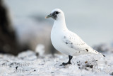 Rosss Gull. Duluth, MN