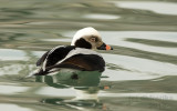 Long-tailed Duck.Bender Park,Milwaukee