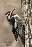 Yellow-bellied Sapsucker. Lake Park,Milwaukee