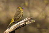 Palm Warbler. Washington Co. WI