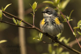 Yellow-rumped Warbler. Washington Co. WI