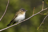 Red-eyed Vireo. Washington Co. WI