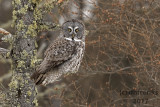 Great Gray Owl. Sax Zim Bog, MN