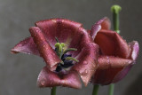 Tulipe / Tulip (Tulipa)