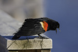 Carouge  paulettes / Red-winged Blackbird (Agelaius phoeniceus)