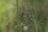 Leste dryade - Emerald spreadwing female (Lestes dryas)