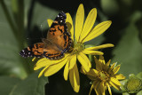 Vanesse de Virginie / American Painted Lady (Vanessa virginiensis