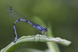 Agrion civil / Familiar Bluet (Enallagma civile)