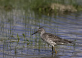 Petit Chevalier / Lesser Yellowlegs (Tringa flavipes)