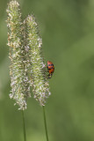 Coccinelle asiatique multicolore / Multicolored asian lady beetle (Harmonia axyridis)