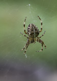 peire diadme / Garden spider (Araneus diadematus)