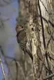 Pic flamboyant / Northern Flicker (Colaptes auratus)