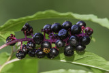 Raisin dAmrique / American pokeberry (Phytolacca americana)