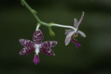 Orchide / Orchid