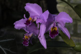 Orchide / Orchid (Cattleya Adela)