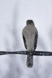 pervier de Cooper / Coopers Hawk (Accipiter cooperii)