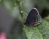 Eumaeus toxea / Mexican Cycadian (Eumaeus toxea)