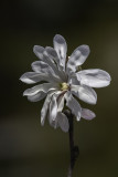 Magnolia toil / Star magnolia (Magnolia stellata)