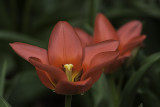 Tulipe / Tulip