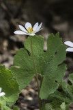 Sanguinaire du Canada / Bloodroot (Sanguinaria canadensis)