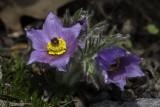 Anmone pulsatille ou Pulsatille commune / Pasque Flower (Pulsatilla vulgaris)