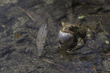 Crapaud dAmrique / Eastern American Toad (Bufo americanus americanus)