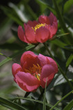 Pivoine / Peony (Paeonia)