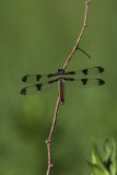 Libellule gracieuse / Twelve-spotted skimmer female (Libellula pulchella)