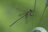 Leste dryade / Emerald spreadwing male (Lestes dryas)