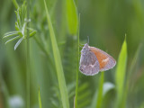 Satyre fauve / Common Ringlet (Coenonympha tullia)