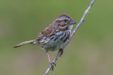 Bruant chanteur / Song Sparrow ((Melospiza melodia)