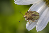 Punaise verte / Green stink bug (Acrosternum hilare)