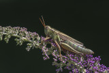 Mlanople biray / Two-striped Grasshopper female (Melanoplus bivittatus)
