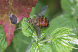 Mouche tachinaire / Beelike Tachinid Fly (Bombyliopsis abrupta)