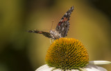Belle dame / Painted Lady (Vanessa cardui)