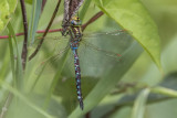 Aeschne constrictor / Lance-tipped Darner male (Aeshne constricta)