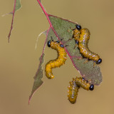 Larves de mouches  scie (tendrdes) / Sawfly larvae