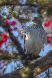 pervier de Cooper / Coopers Hawk (Accipiter cooperii)