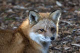 Renard roux / Red Fox (Vulpes vulpes)