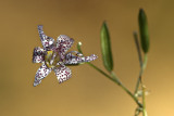 Tricyrtis velu / Hairy Toadlily (Tripartis hirta)