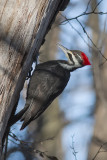 Grand Pic / Pileated Woodpecker (Dryocopus pileatus)