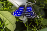 Myscelia ethusa / Mexican Bluewing (Myscelia ethusa)