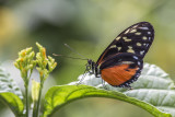 Hliconius hcale / Tiger Longwing (Heliconius hecale)